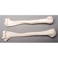 Skeletons And More Skeletons and More SM374D Humerus Bones  Left and Right SM374D